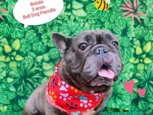 Cachorro raça Bulldog francês  idade 3 anos nome Bolota