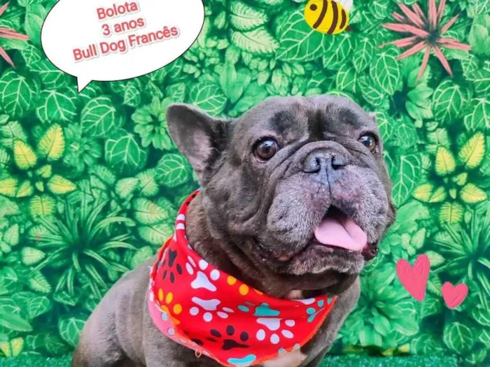 Cachorro ra a Bulldog francês  idade 3 anos nome Bolota