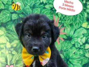 Cachorro raça  idade 2 a 6 meses nome Rei 