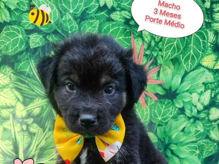 Cachorro ra a  idade 2 a 6 meses nome Rei 