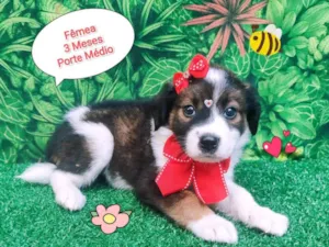 Cachorro raça  idade 2 a 6 meses nome Rainha 