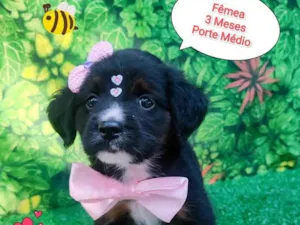 Cachorro raça  idade 2 a 6 meses nome Pandora