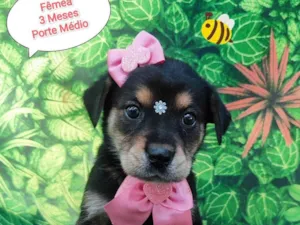 Cachorro raça SRD-ViraLata idade 2 a 6 meses nome May