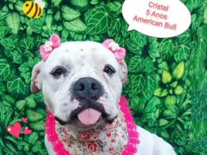 Cachorro raça American bull idade 5 anos nome Cristal 