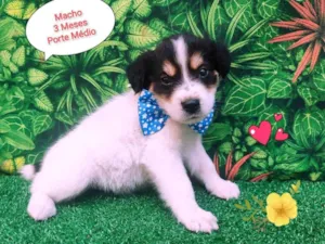 Cachorro raça SRD-ViraLata idade 2 a 6 meses nome Louis 