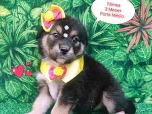 Cachorro raça  idade 2 a 6 meses nome Pequenina