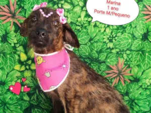 Cachorro raça SRD-ViraLata idade 1 ano nome Marina
