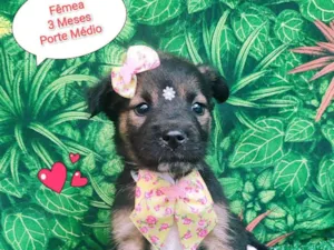 Cachorro raça SRD-ViraLata idade 2 a 6 meses nome Pérola 