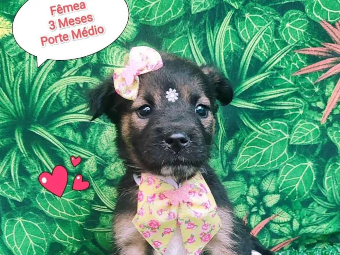Cachorro ra a SRD-ViraLata idade 2 a 6 meses nome Pérola 