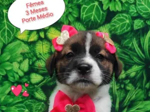 Cachorro raça  idade 2 a 6 meses nome Cindy