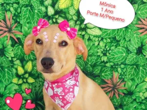 Cachorro raça SRD-ViraLata idade 1 ano nome Mônica