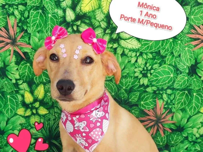 Cachorro ra a SRD-ViraLata idade 1 ano nome Mônica
