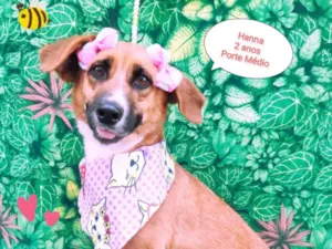 Cachorro raça SRD-ViraLata idade 2 anos nome Hanna