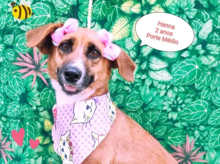 Cachorro ra a SRD-ViraLata idade 2 anos nome Hanna