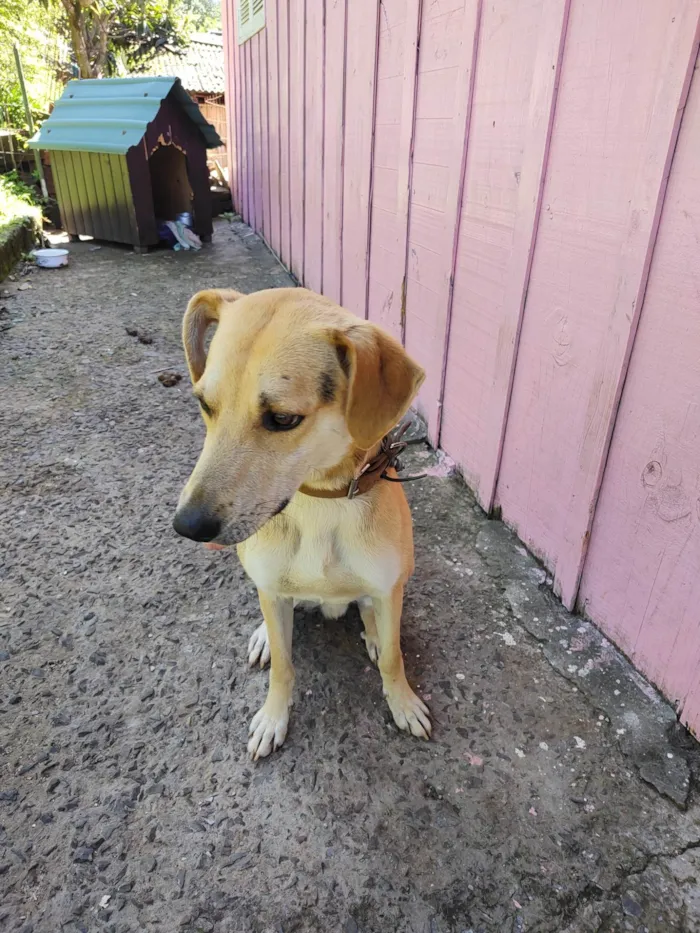 Cachorro ra a SRD-ViraLata idade 1 ano nome Ravi