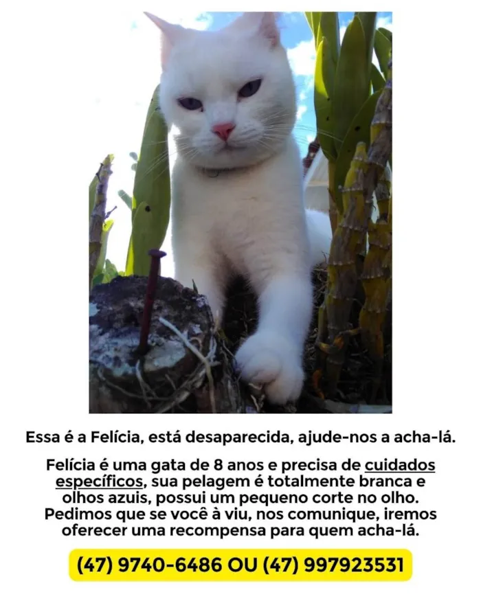 Gato ra a Vira lata  idade 6 ou mais anos nome GRATIFICA - Sim 