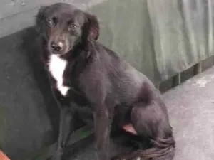 Cachorro raça SRD idade 2 anos nome Naomi