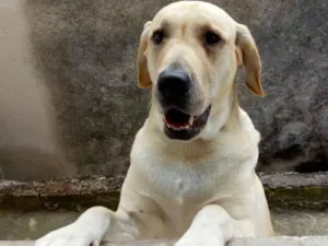 Cachorro raça Labradora  idade 5 anos nome Molly