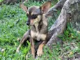BELINHA