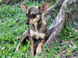 Cachorro raça SRD-ViraLata idade 2 anos nome BELINHA