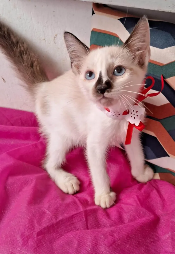 Gato ra a SRD-ViraLata idade 2 a 6 meses nome CACAU