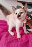 CACAU