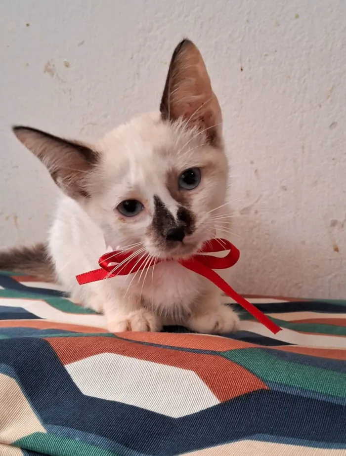 Gato ra a SRD-ViraLata idade 2 a 6 meses nome CACAU