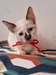 CACAU