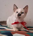 CACAU