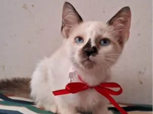 Gato raça SRD-ViraLata idade 2 a 6 meses nome CACAU