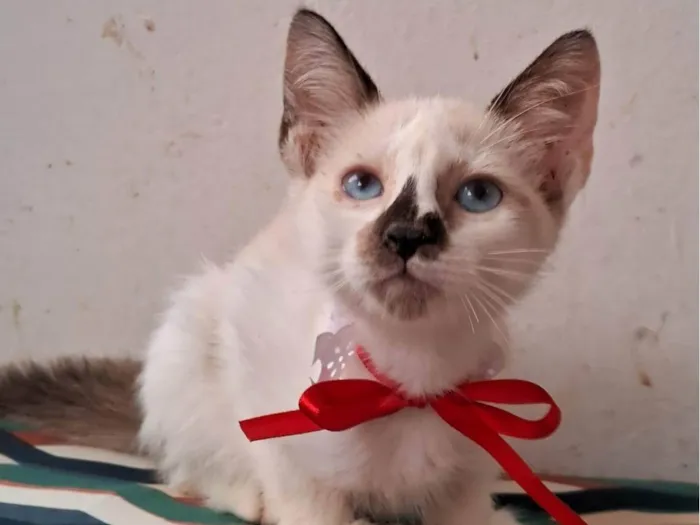 Gato ra a SRD-ViraLata idade 2 a 6 meses nome CACAU