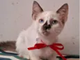 CACAU