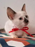 CACAU