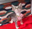 CLEO