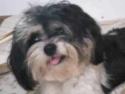 Cachorro raça Shitzu idade 2 anos nome Lola