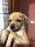 Bruce