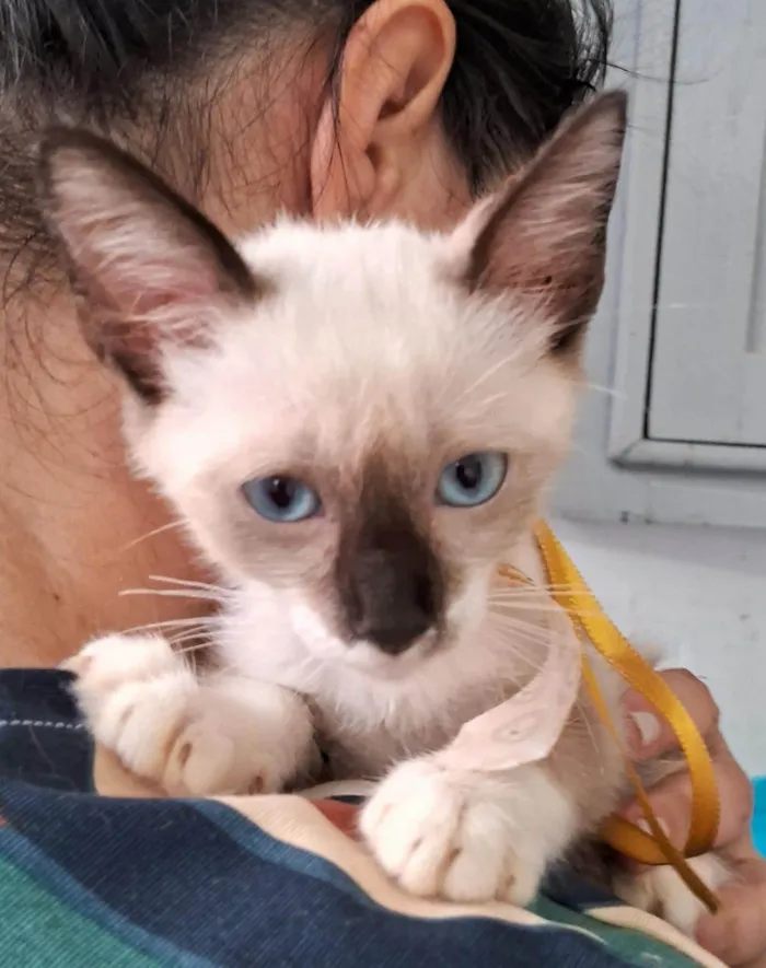 Gato ra a SRD-ViraLata idade 2 a 6 meses nome Coke
