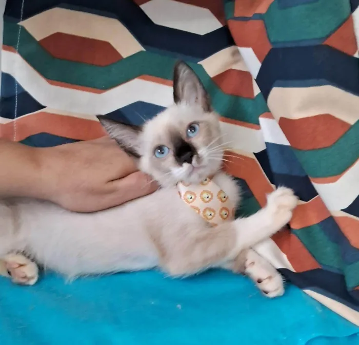 Gato ra a SRD-ViraLata idade 2 a 6 meses nome Coke