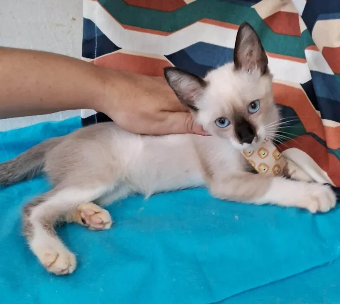 Gato ra a SRD-ViraLata idade 2 a 6 meses nome Coke