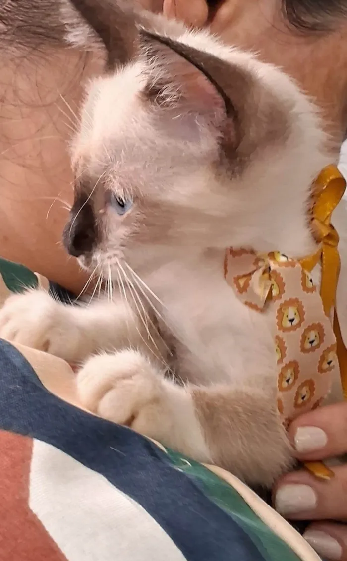 Gato ra a SRD-ViraLata idade 2 a 6 meses nome Coke