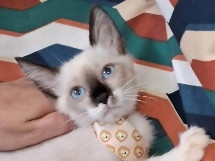Gato ra a SRD-ViraLata idade 2 a 6 meses nome Coke