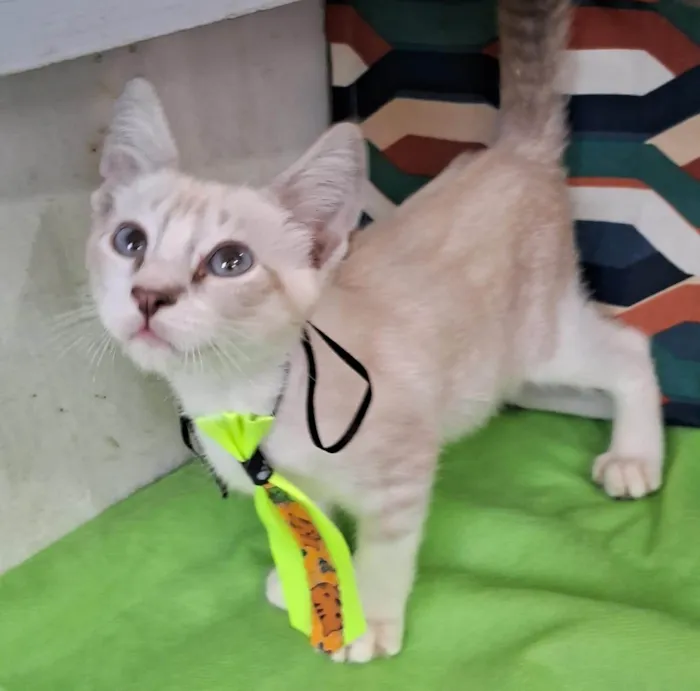Gato ra a SRD-ViraLata idade 2 a 6 meses nome Clio