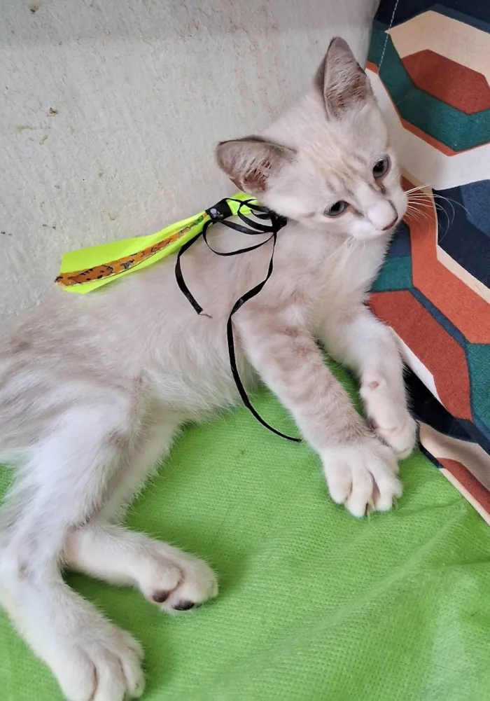 Gato ra a SRD-ViraLata idade 2 a 6 meses nome Clio