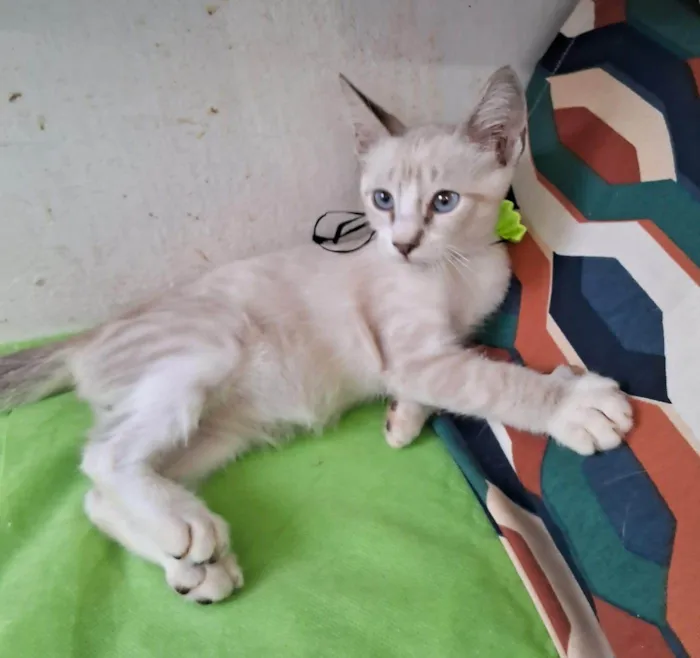 Gato ra a SRD-ViraLata idade 2 a 6 meses nome Clio