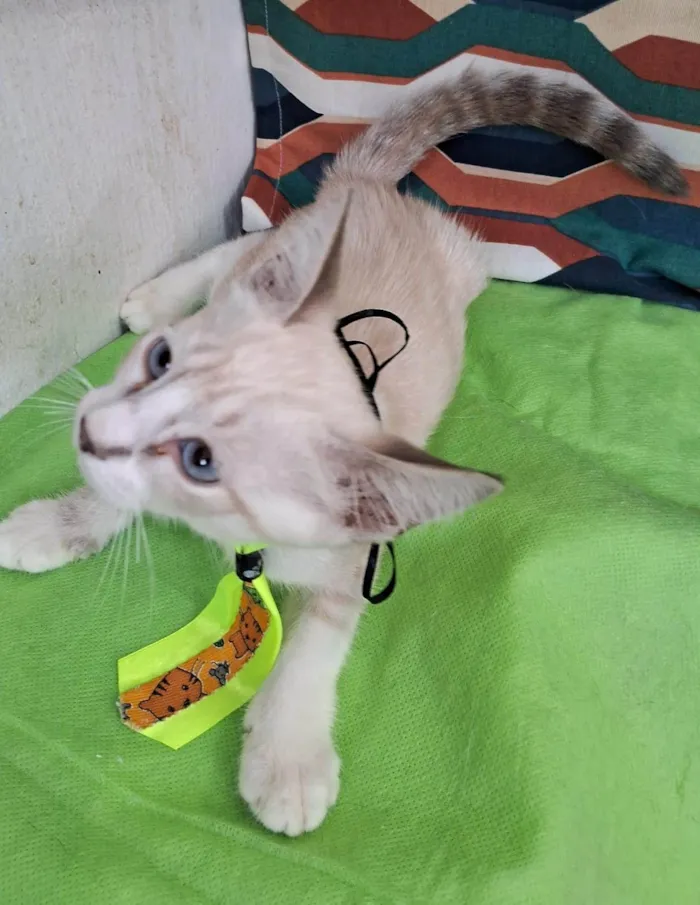 Gato ra a SRD-ViraLata idade 2 a 6 meses nome Clio