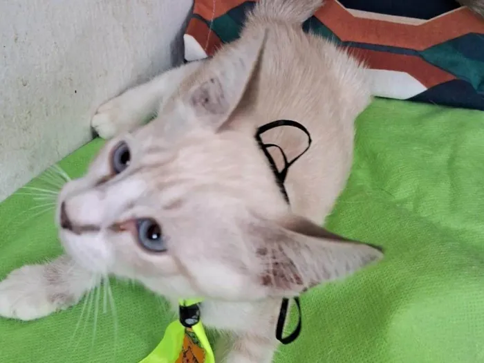 Gato ra a SRD-ViraLata idade 2 a 6 meses nome Clio