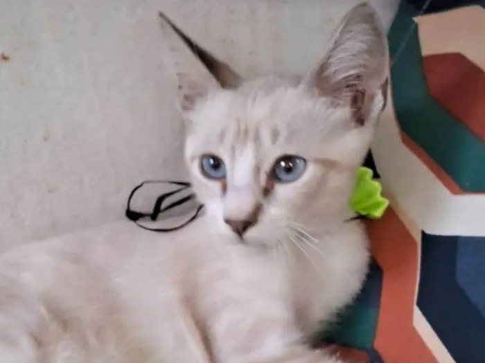 Gato ra a SRD-ViraLata idade 2 a 6 meses nome Clio