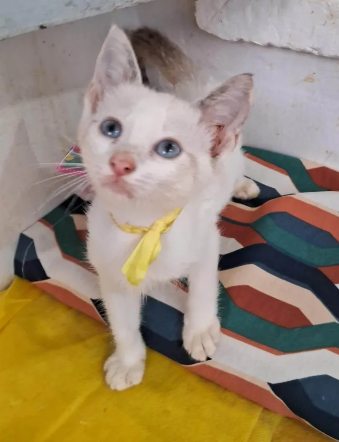 Gato ra a SRD-ViraLata idade 2 a 6 meses nome Cindy