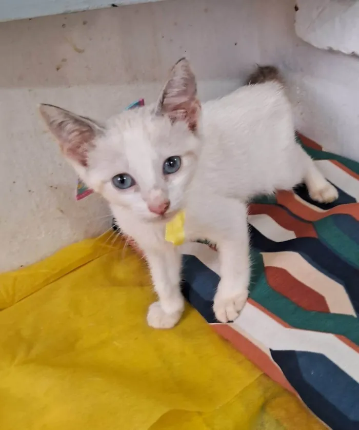 Gato ra a SRD-ViraLata idade 2 a 6 meses nome Cindy