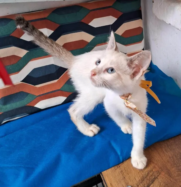 Gato ra a SRD-ViraLata idade 2 a 6 meses nome Cindy